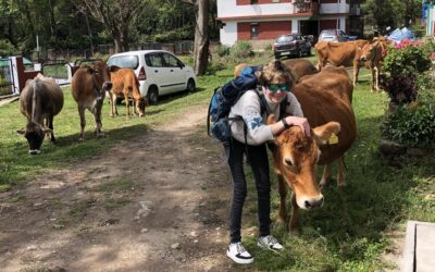 Nachlese zu den Eindrücken meiner Reise nach Indien und Nepal – I – SNOWLAND FARM I im TCV Chauntra in Nordindien